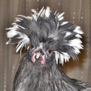 Meet your Posher, Samantha aka Toybarons.